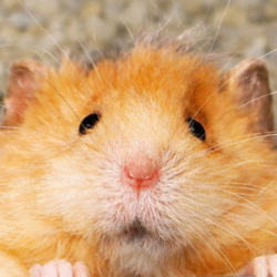 Chip The Wooly Mouse